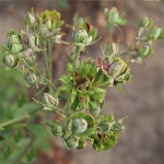 Green Rose / Грін Роуз